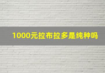 1000元拉布拉多是纯种吗