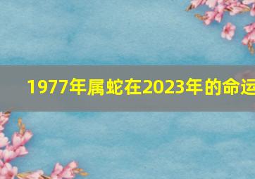 1977年属蛇在2023年的命运