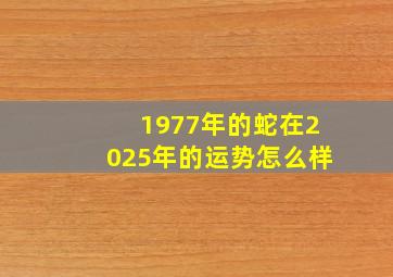 1977年的蛇在2025年的运势怎么样