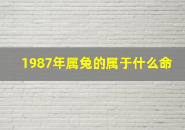 1987年属兔的属于什么命