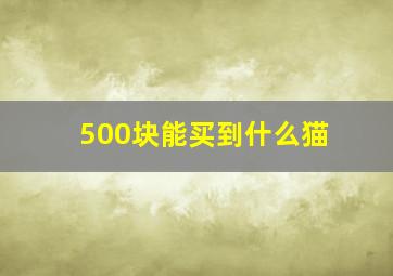 500块能买到什么猫