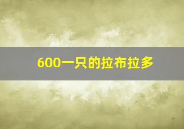 600一只的拉布拉多