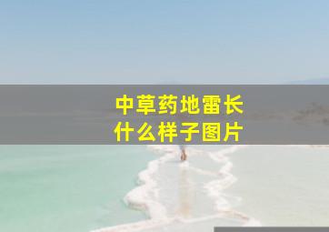 中草药地雷长什么样子图片