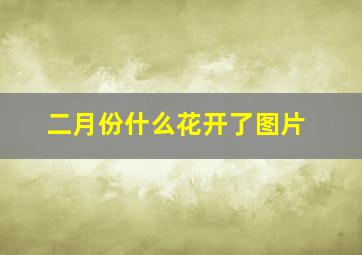 二月份什么花开了图片