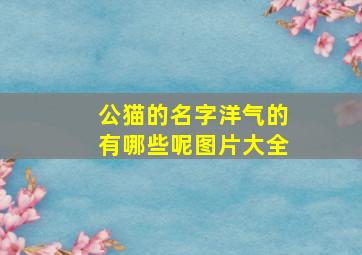 公猫的名字洋气的有哪些呢图片大全