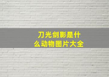 刀光剑影是什么动物图片大全