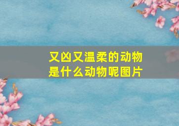 又凶又温柔的动物是什么动物呢图片