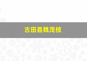 古田县魏茂枝