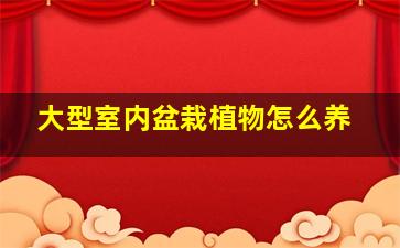 大型室内盆栽植物怎么养