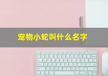 宠物小蛇叫什么名字