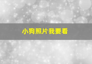 小狗照片我要看