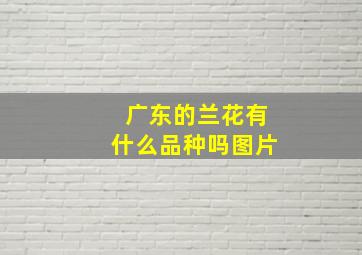 广东的兰花有什么品种吗图片