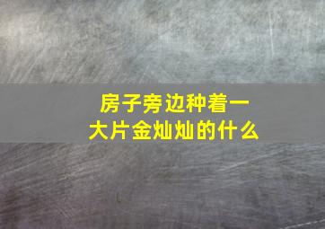 房子旁边种着一大片金灿灿的什么