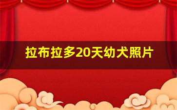 拉布拉多20天幼犬照片