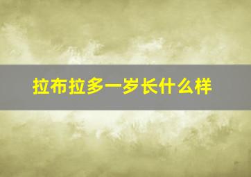 拉布拉多一岁长什么样