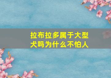 拉布拉多属于大型犬吗为什么不怕人