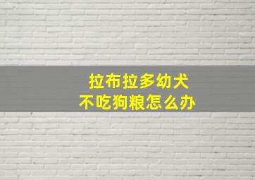 拉布拉多幼犬不吃狗粮怎么办