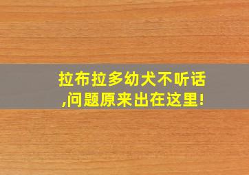 拉布拉多幼犬不听话,问题原来出在这里!