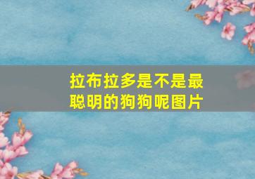 拉布拉多是不是最聪明的狗狗呢图片