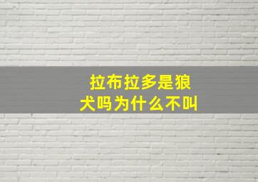 拉布拉多是狼犬吗为什么不叫