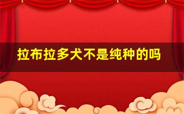 拉布拉多犬不是纯种的吗