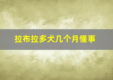 拉布拉多犬几个月懂事