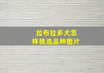 拉布拉多犬怎样挑选品种图片