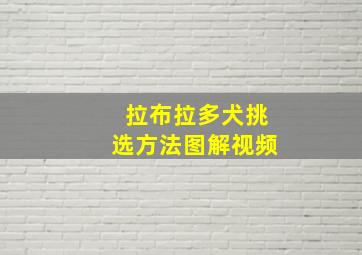 拉布拉多犬挑选方法图解视频