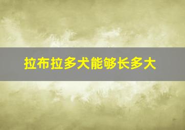 拉布拉多犬能够长多大