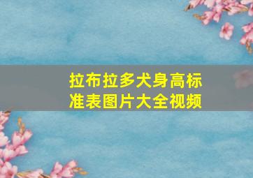 拉布拉多犬身高标准表图片大全视频