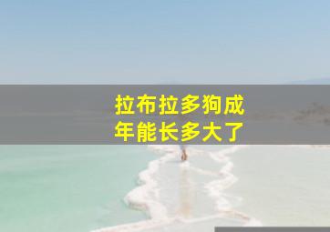 拉布拉多狗成年能长多大了