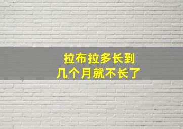 拉布拉多长到几个月就不长了