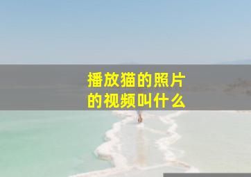 播放猫的照片的视频叫什么