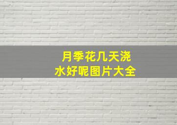 月季花几天浇水好呢图片大全