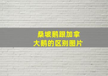 桑坡鹅跟加拿大鹅的区别图片