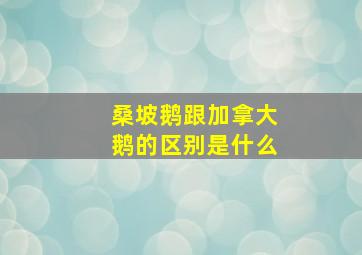 桑坡鹅跟加拿大鹅的区别是什么