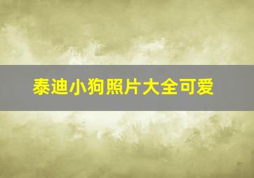 泰迪小狗照片大全可爱