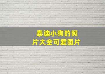 泰迪小狗的照片大全可爱图片