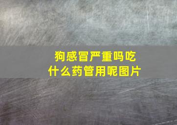 狗感冒严重吗吃什么药管用呢图片