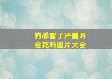 狗感冒了严重吗会死吗图片大全