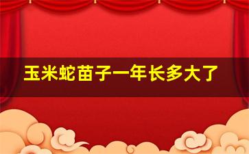 玉米蛇苗子一年长多大了