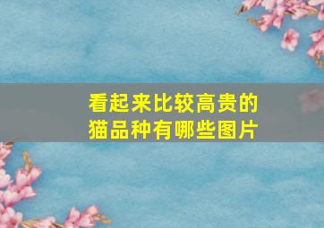 看起来比较高贵的猫品种有哪些图片