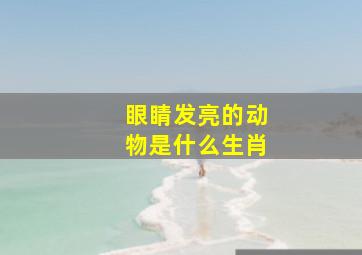 眼睛发亮的动物是什么生肖