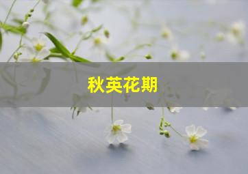 秋英花期