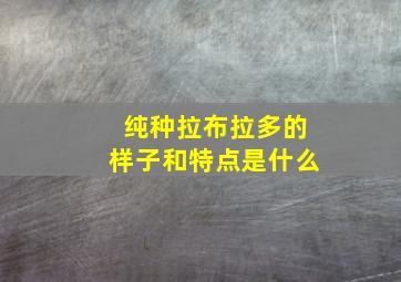 纯种拉布拉多的样子和特点是什么