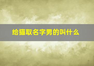 给猫取名字男的叫什么