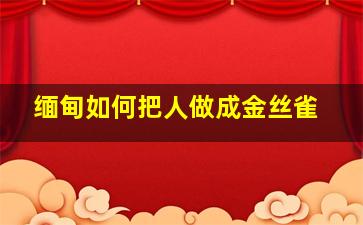 缅甸如何把人做成金丝雀