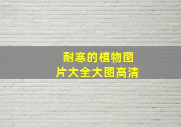 耐寒的植物图片大全大图高清