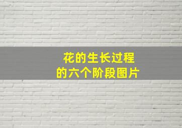 花的生长过程的六个阶段图片