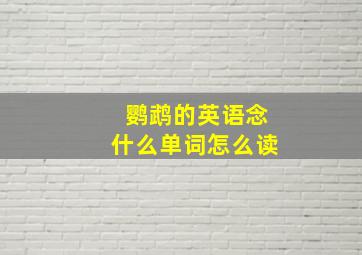 鹦鹉的英语念什么单词怎么读